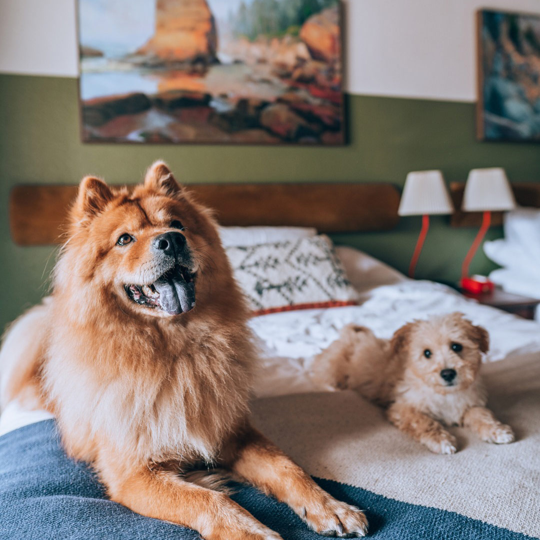 dog friendly hotel and dining south lake tahoe